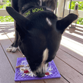 Load image into Gallery viewer, Soda Pup - Bones Emat Enrichment Lick Mat - Teddy DogWear