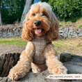 Load image into Gallery viewer, Cocopup London - Pup Plaid Adjustable Neck Harness - Teddy DogWear