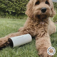 Load image into Gallery viewer, HARLOW HARRY - Dog Perfume | D'bacca 169 - Teddy DogWear