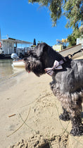 Load image into Gallery viewer, Premium Dog Harness Oxford Collar Lead Bow Tie - Teddy DogWear