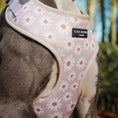 Load image into Gallery viewer, Cocopup London Daisy Chain - Teddy DogWear