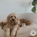 Load image into Gallery viewer, HARLOW HARRY - Dog Perfume | D'bacca 169 - Teddy DogWear