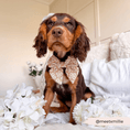 Load image into Gallery viewer, Cocopup London - Luxe Sailor Bow Tie - Mocha Flower - Teddy DogWear