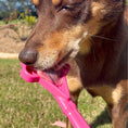 Load image into Gallery viewer, Soda Pup - Lick Sticks - Teddy DogWear