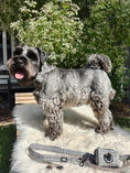 Load image into Gallery viewer, Plaid Light Bow Tie - Teddy DogWear