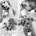 Load image into Gallery viewer, HARLOW HARRY - Dog Perfume | Solera 145 - Teddy DogWear