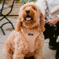 Load image into Gallery viewer, Cocopup London – Adjustable Neck Harness – Teddy Rupert - Teddy DogWear