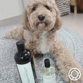 Load image into Gallery viewer, HARLOW HARRY - 2 - in - 1 Conditioning Dog Shampoo | Hunter 33 - Teddy DogWear