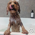 Load image into Gallery viewer, HARLOW HARRY - 2 - in - 1 Conditioning Dog Shampoo | Bellevue 162 - Teddy DogWear