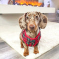 Load image into Gallery viewer, Cocopup London – Adjustable Neck Harness – Tartan - Teddy DogWear