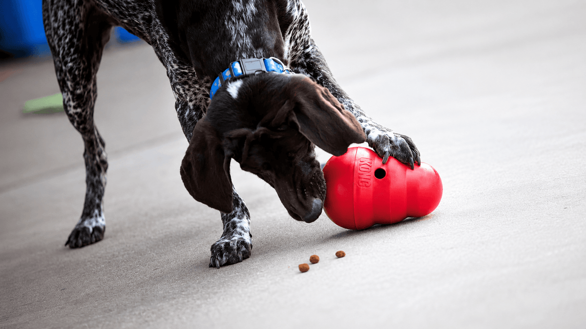 The 10 Best Dog Enrichment Toys in Australia - Teddy DogWear