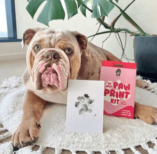 Pablo & Co. Boutique - No Mess Dog Paw Print Kit By Pablo & Co. - Teddy DogWear
