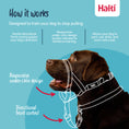 Load image into Gallery viewer, Company of Animals – Halti – Headcollar - Teddy DogWear
