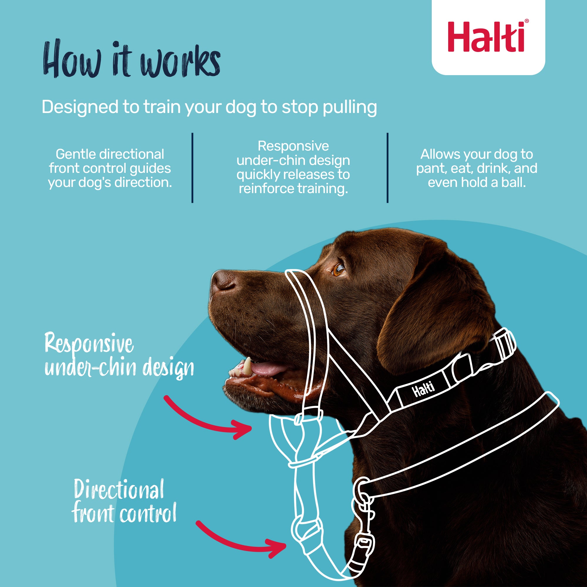 Company of Animals – Halti – Headcollar - Teddy DogWear