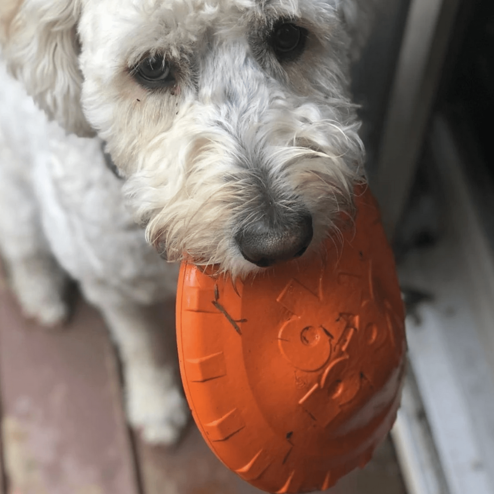 Rover Pet Products - Original Bottle Top Flyers - Teddy DogWear