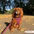 Load image into Gallery viewer, Cocopup London - Mulberry Plaid Lead - Teddy DogWear
