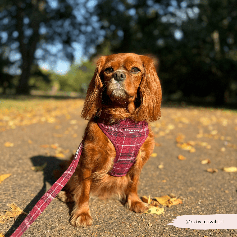 Cocopup London - Mulberry Plaid Lead - Teddy DogWear