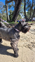 Load image into Gallery viewer, Oxford Collar - Teddy DogWear
