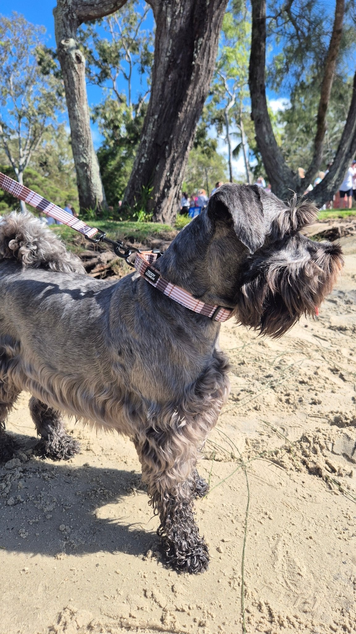 Oxford Collar - Teddy DogWear