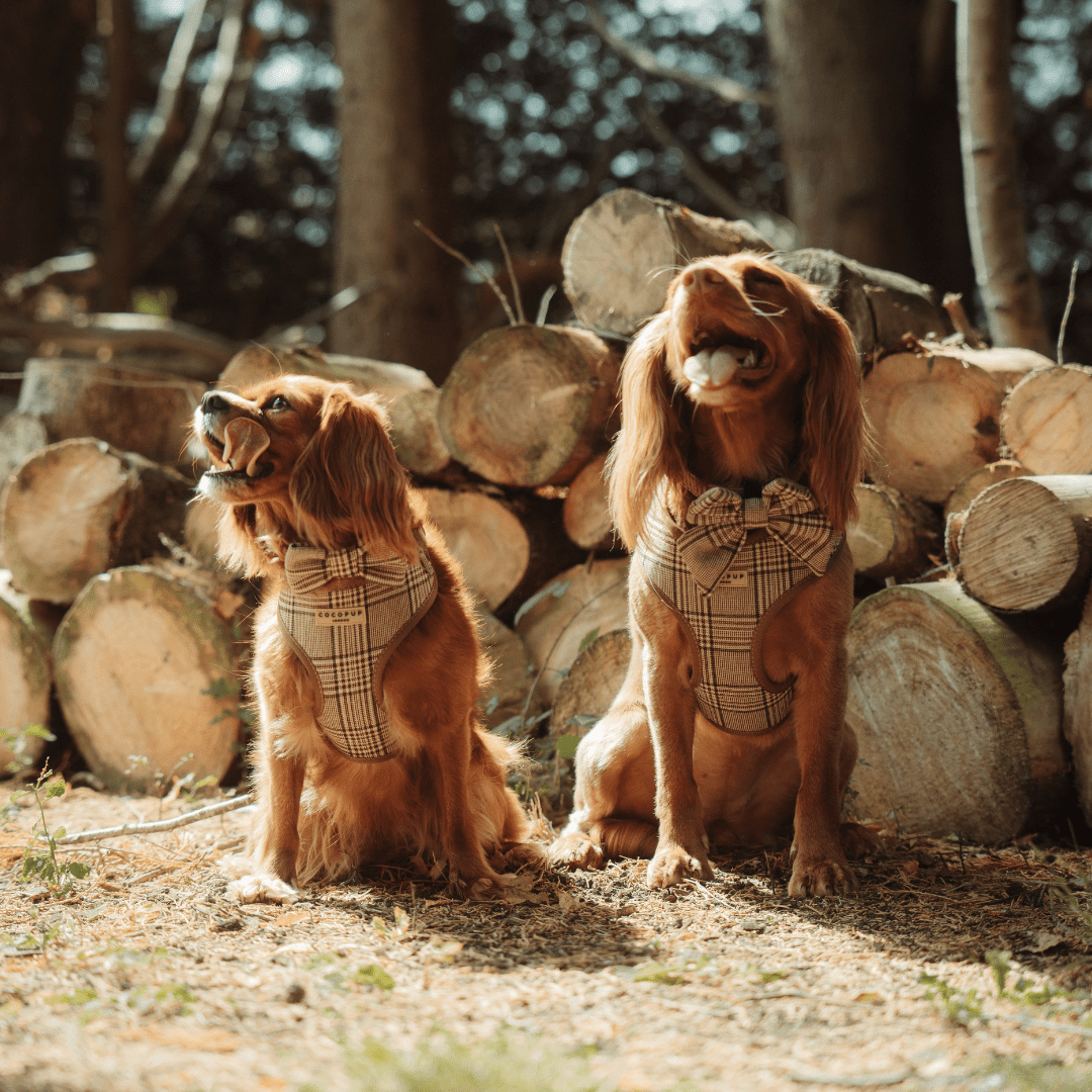 Cocopup London - Pup Plaid Bow Tie - Teddy DogWear