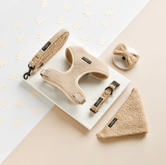 Cocopup London - Teddy Bow Tie - Rupert - Teddy DogWear