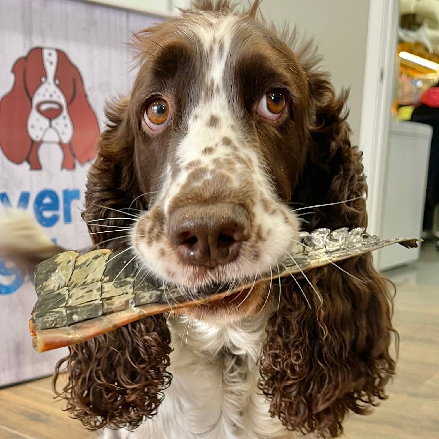 Dog Toys & Enrichment