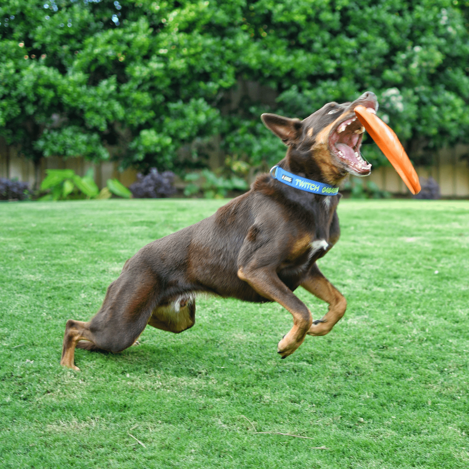 Rover Pet Products - Original Bottle Top Flyers - Teddy DogWear