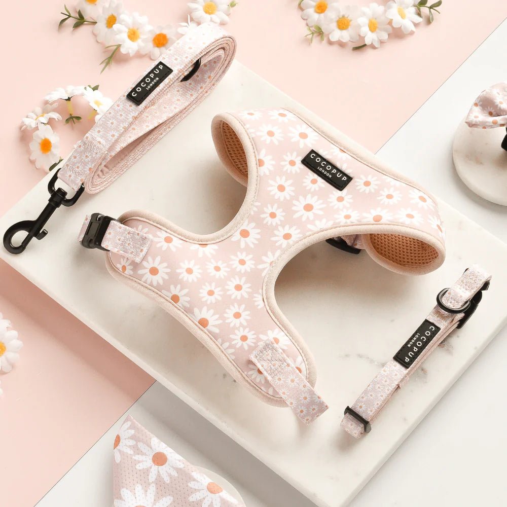 Cocopup London Daisy Chain - Teddy DogWear
