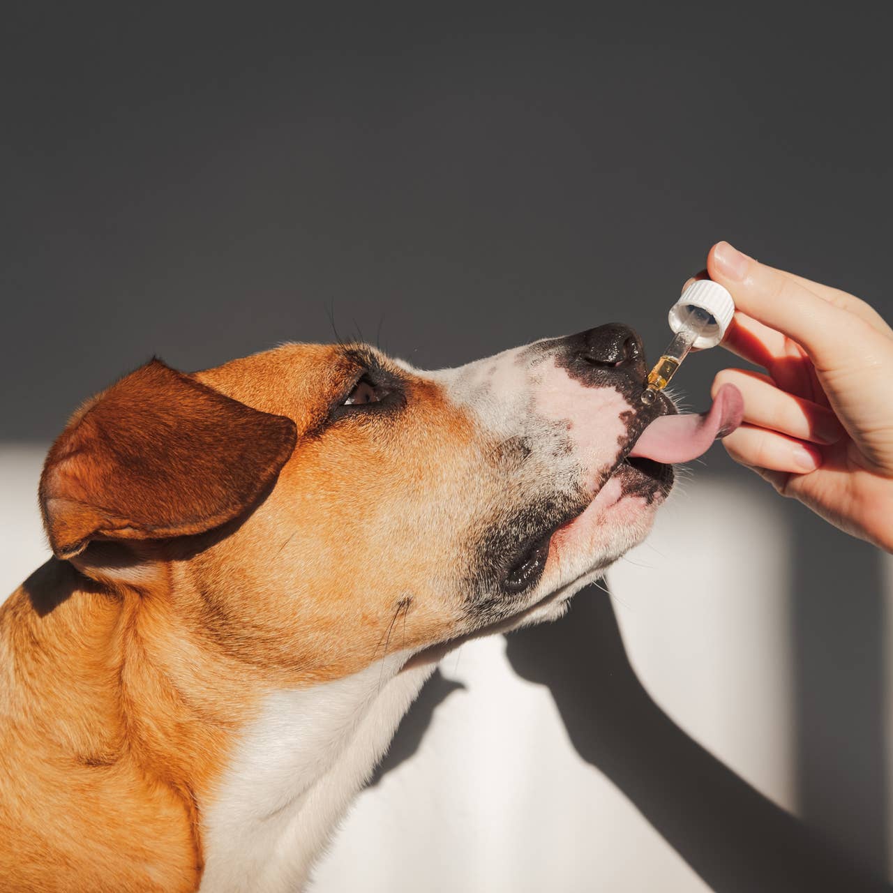 Essential Dog - 100ml Raw Hemp Seed Oil for Dogs Omega, 3, 6 and 9 - Teddy DogWear