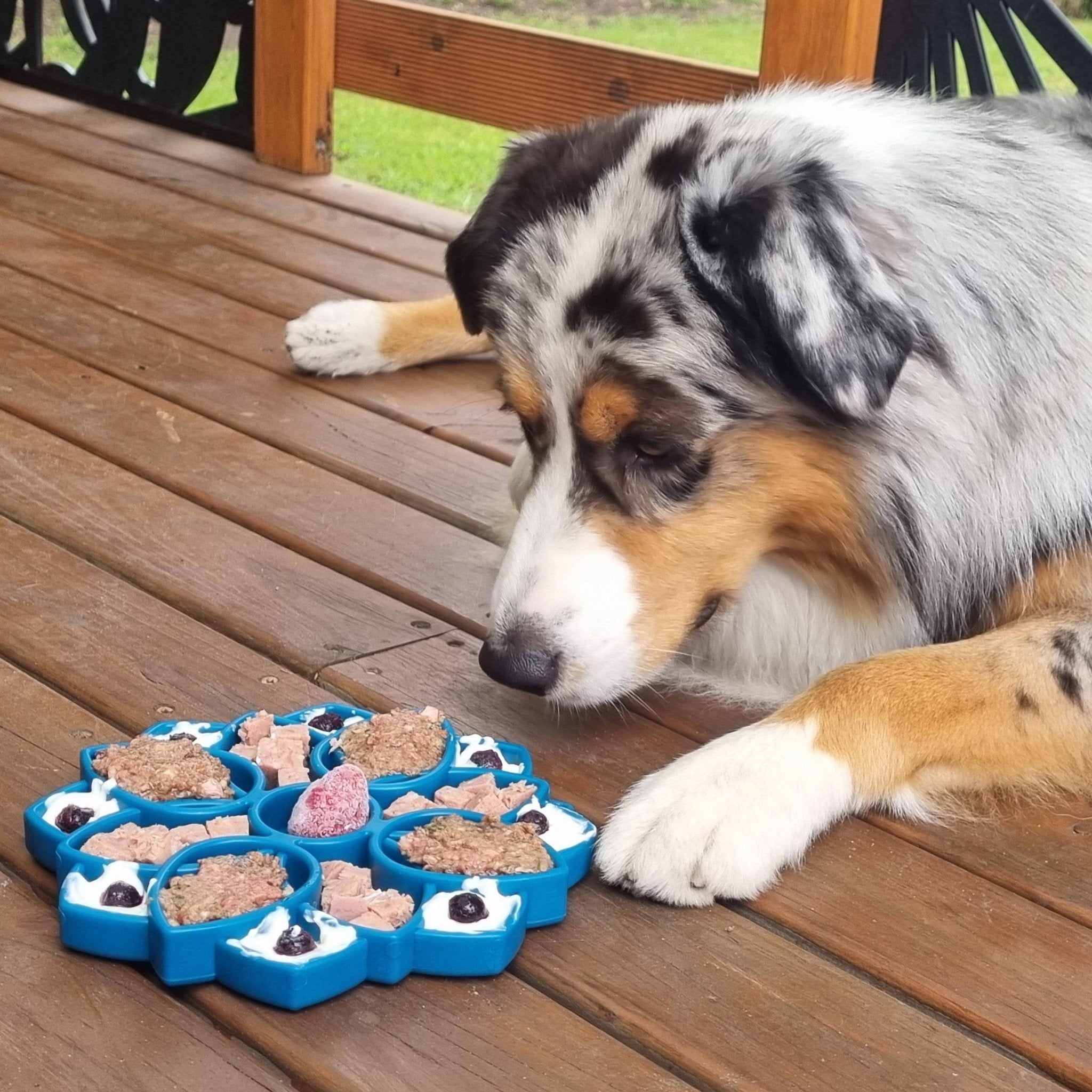 Soda Pup - Mandala eTray Slowfeeder eTray - Teddy DogWear
