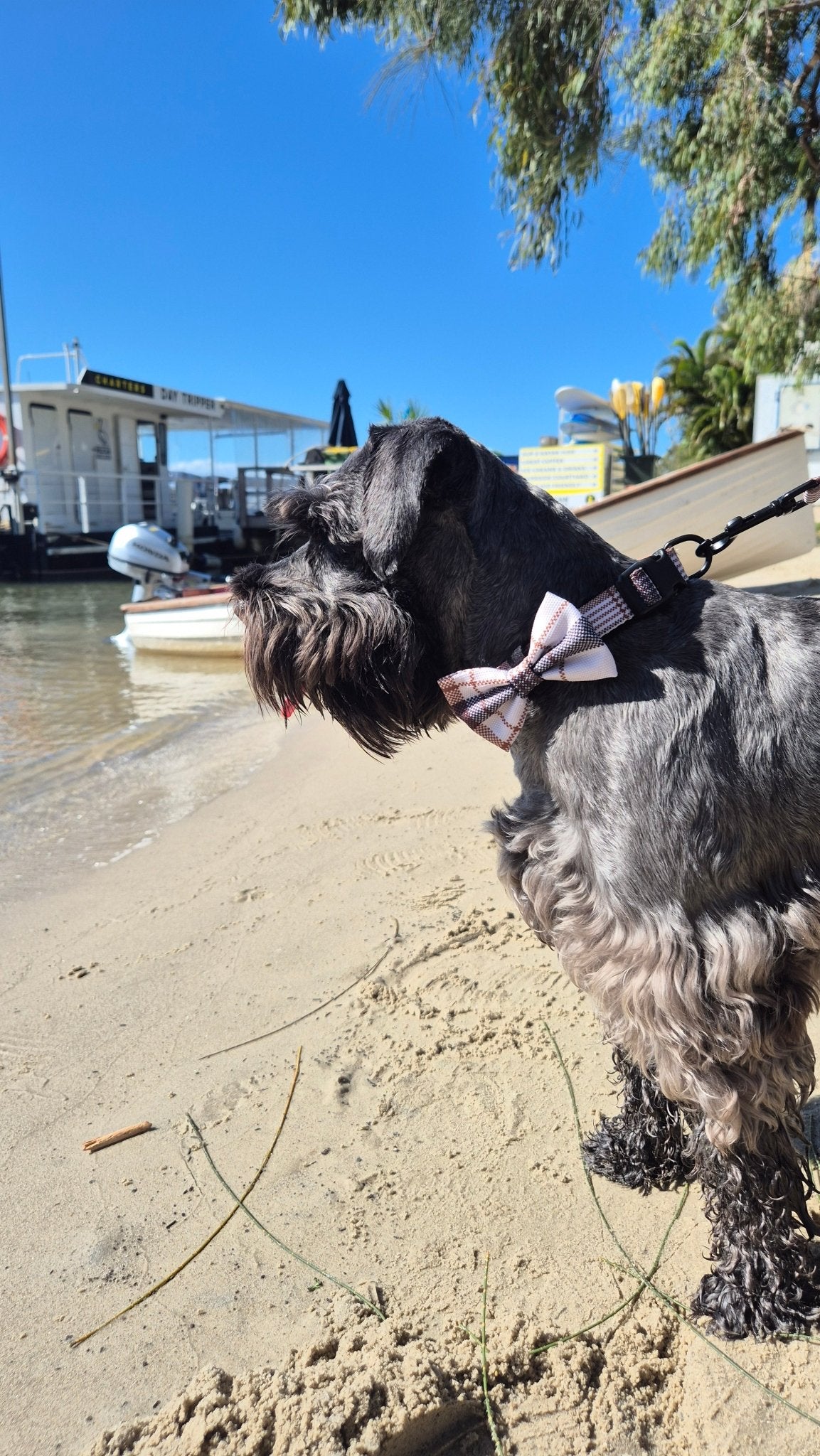 Premium Dog Harness Oxford Collar Lead Bow Tie - Teddy DogWear