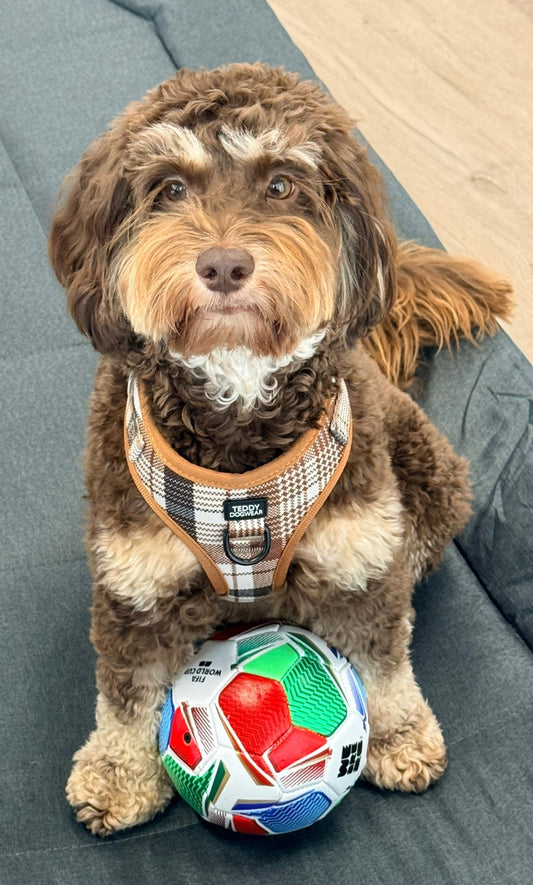Oxford Harness - Teddy DogWear