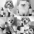Load image into Gallery viewer, HARLOW HARRY - 2 - in - 1 Conditioning Dog Shampoo | L'hermitage 37 - Teddy DogWear
