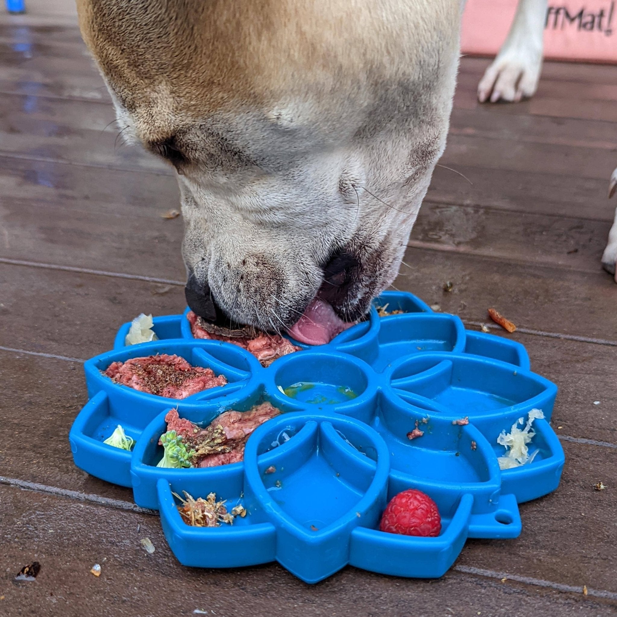 Soda Pup - Mandala eTray Slowfeeder eTray - Teddy DogWear