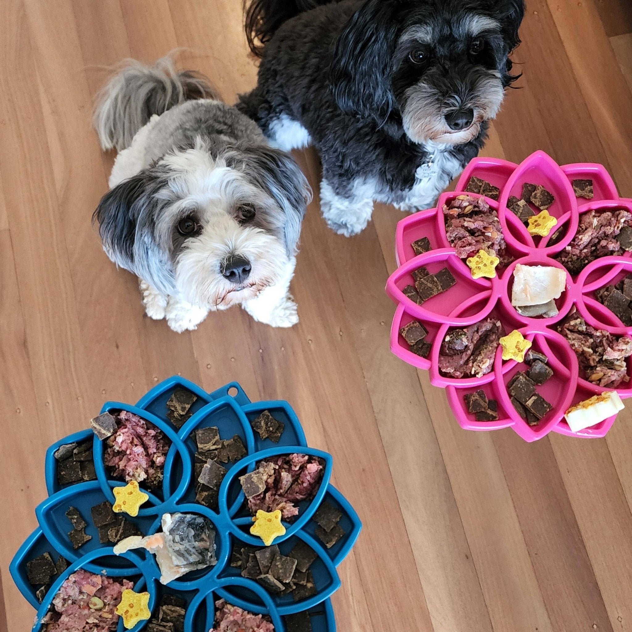 Soda Pup - Mandala eTray Slowfeeder eTray - Teddy DogWear