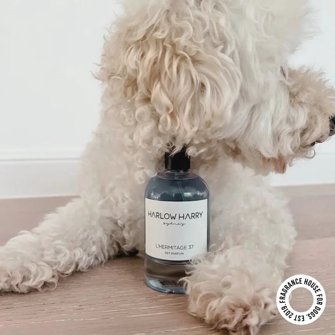 HARLOW HARRY - Dog Perfume | L'hermitage 37 - Teddy DogWear