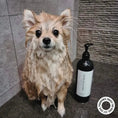 Load image into Gallery viewer, HARLOW HARRY - 2 - in - 1 Conditioning Dog Shampoo | D'bacca 169 - Teddy DogWear
