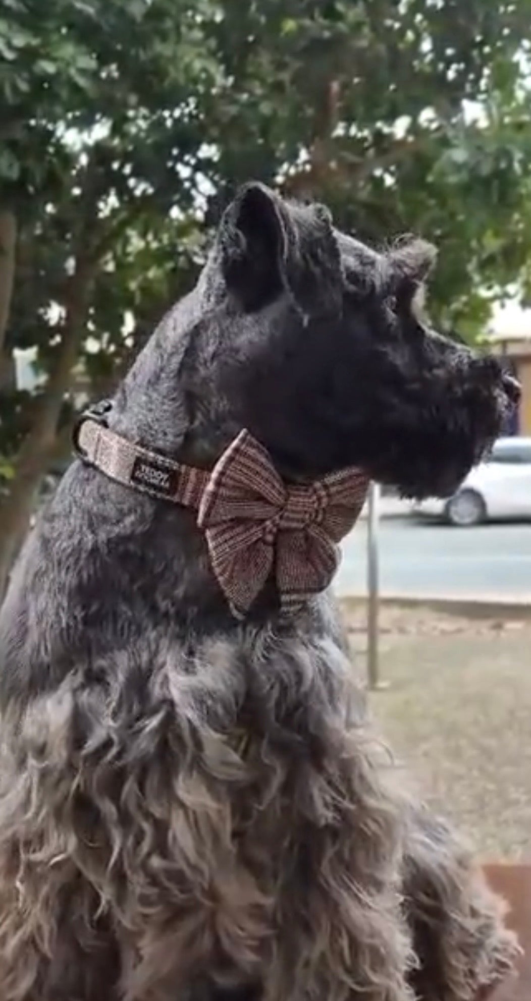Premium Dog Plaid DK Harness Collar Lead Bow Tie