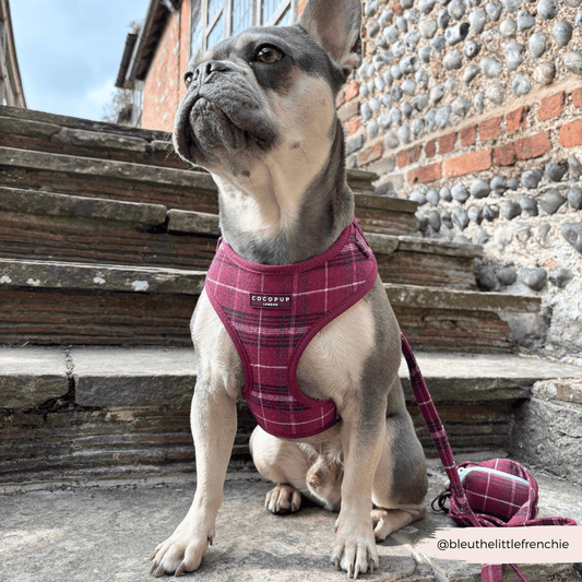 Cocopup London - Mulberry Plaid Lead - Teddy DogWear