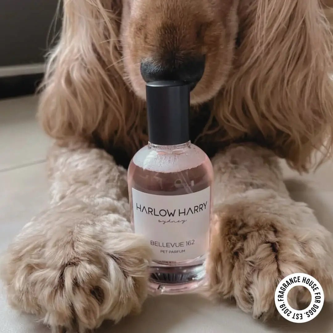 HARLOW HARRY - Dog Perfume | Bellevue 162 - Teddy DogWear