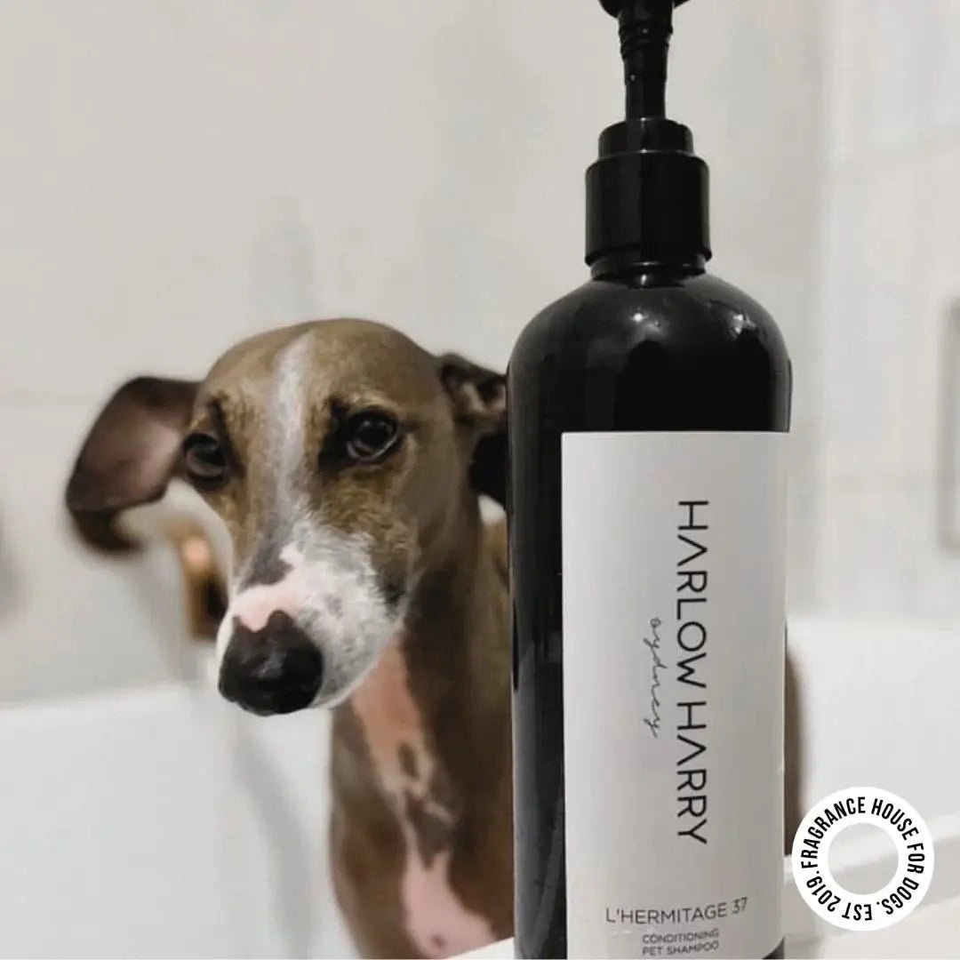 HARLOW HARRY - 2 - in - 1 Conditioning Dog Shampoo | L'hermitage 37 - Teddy DogWear