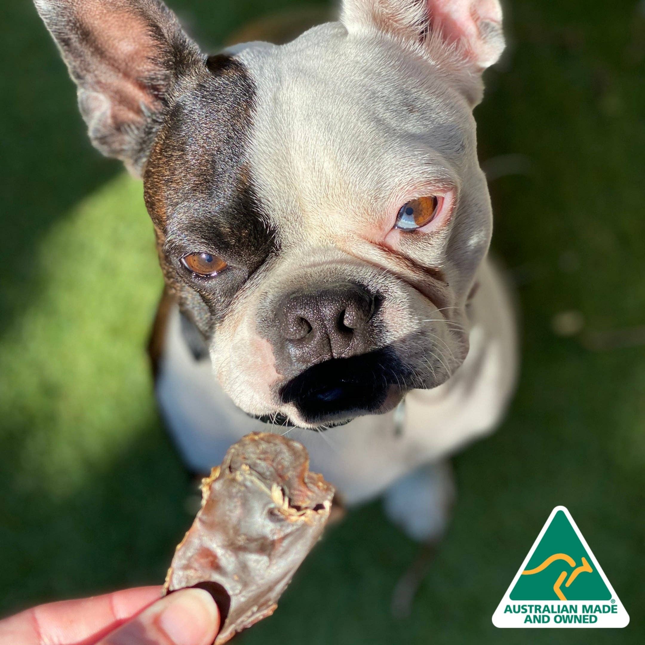 Rover Pet Products - Kanga Kidney - Kangaroo Kidney - Teddy DogWear