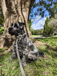 Load image into Gallery viewer, Premium Dog Plaid DK Harness Collar Lead Bow Tie
