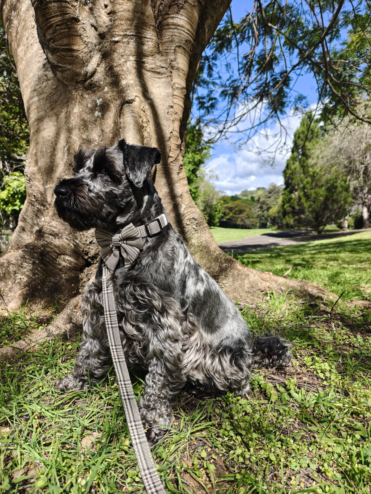 Premium Dog Plaid DK Harness Collar Lead Bow Tie