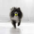 Load image into Gallery viewer, KONG Airdog Squeaker Balls Xsmall - Teddy DogWear
