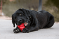 Load image into Gallery viewer, KONG Classic Large - Teddy DogWear

