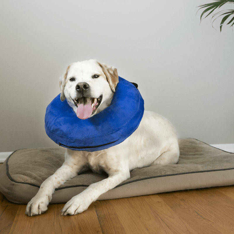 KONG Cloud Collar - Teddy DogWear