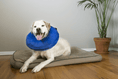 Load image into Gallery viewer, KONG Cloud Collar - Teddy DogWear
