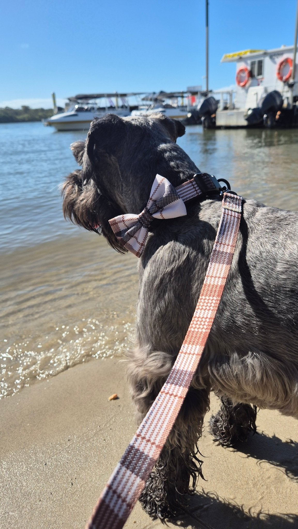 Premium Dog Harness Oxford Collar Lead Bow Tie - Teddy DogWear