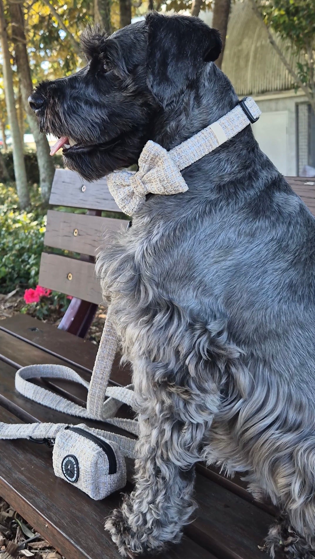 Chai Bow Tie - Teddy DogWear